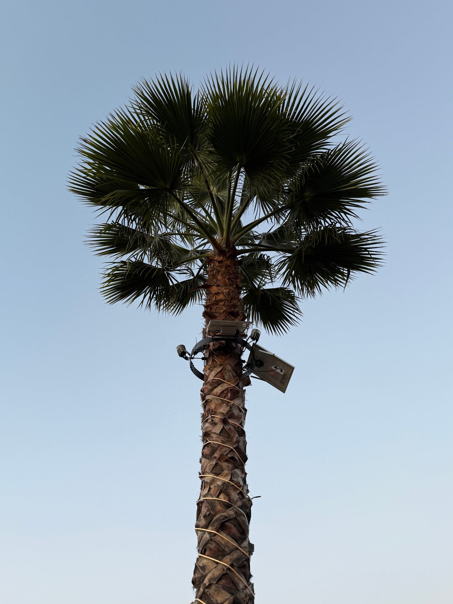 Palm Aura™