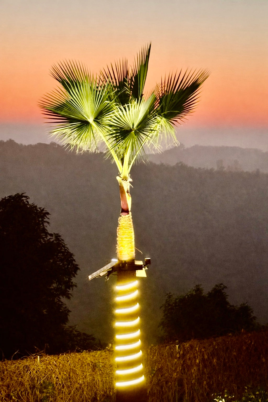 Palm Aura™